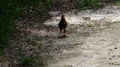 Chicken; Railroad Trail; Bermuda,