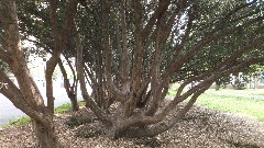 tree; Prospect Park; Brooklyn NY
