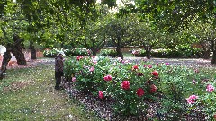 Ruth Bennett McDougal Dorrough; Botanical Gardens; Brooklyn NY