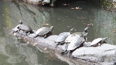 turtles; Brooklyn Botanical Gardens