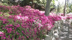 flowers; Brooklyn Botanical Gardens