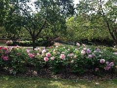 Japanese Garden; Brooklyn Botanical Gardens
