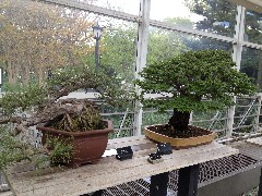 Brooklyn Botanical Gardens
