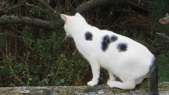 cat; Channel Islands; Guernsey