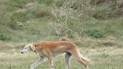 dog; Channel Islands; Guernsey