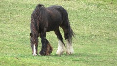 horse; Channel Islands; Sark