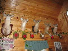 Deer heads on the wall of Moose Lodge
