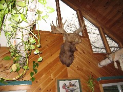 Moose head on the wall of Moose Lodge
