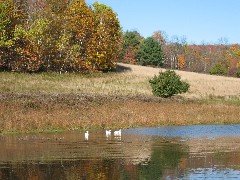 ducks at the pond near Moose Lodge