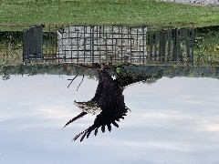 eagle statue; Montezuma, NY
