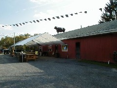 cows