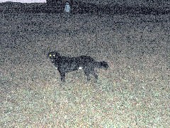 dog; Easter Island