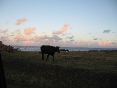 cow; Easter Island