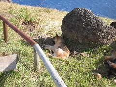 dog; Easter Island; Orongo