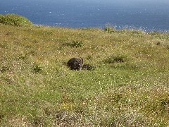 Easter Island; Orongo
