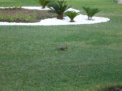 Trips; Egypt; Hotel Mena House; bird