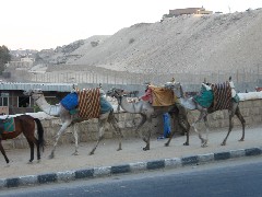 Trips; Egypt; Hotel Mena House; Camels