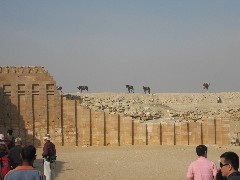 Trips; Egypt; Step Pyramid; horses