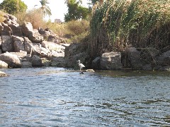 Trips; Egypt; Lunch Basma Outdoor Restaurant; Boat Ride Basma Restaurant; bird