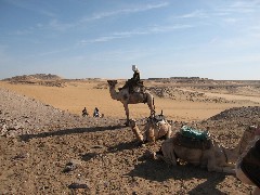 Trips; Egypt; Camel Ride