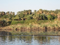 Trips; Egypt; Nile River Scenes