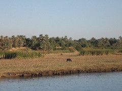Trips; Egypt; Nile River Scenes; cow