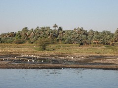 Trips; Egypt; Nile River Scenes; birds