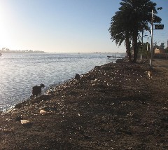 goats; Trips; Egypt; Esna