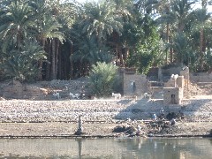 Trips; Egypt; Nile River from Esna Luxor; donkey