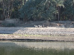 Trips; Egypt; Nile River from Esna Luxor; donkey or mule
