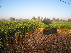 Trips; Egypt; Balloon Ride