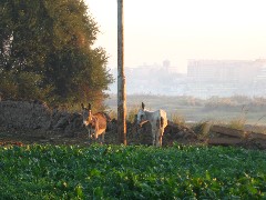 Trips; Egypt; Sunrise Farm Breakfast; donkeys