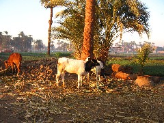 Trips; Egypt; Sunrise Farm Breakfast; cows