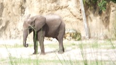 Elephant; Animal Kingdom Disneyworld Orlando Florida