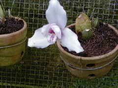 Guatemala Trips Orchid Ranch Flowers