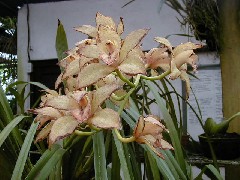 Guatemala Trips Orchid Ranch Flowers