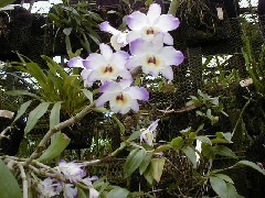 Guatemala Trips Orchid Ranch Flowers