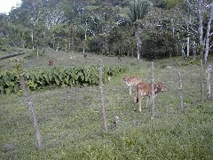 Guatemala Trips emaciated cows