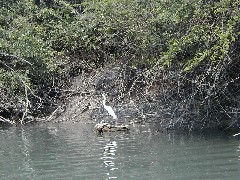 Pasion river; Guatemala Trips