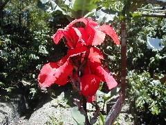 Antigua Guatemala trips; orchid