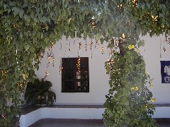 Guatemala trips; orchid