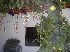 Guatemala trips; orchid
