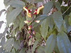 Guatemala trips; orchid