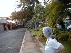 Hawaii Travel Trips airplane