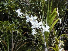 Trips Hawaii Hilo flowers