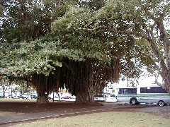 Trips Hawaii Hilo tree