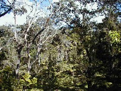 Trips Hawaii Volcano Tour