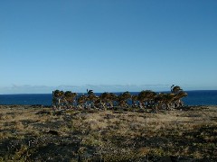 Trips Hawaii Volcano Tour