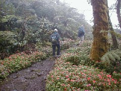 Trips Hawaii Valleys Waterfalls tour