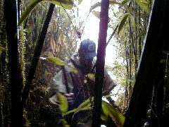 Trips Hawaii Valleys Waterfalls tour